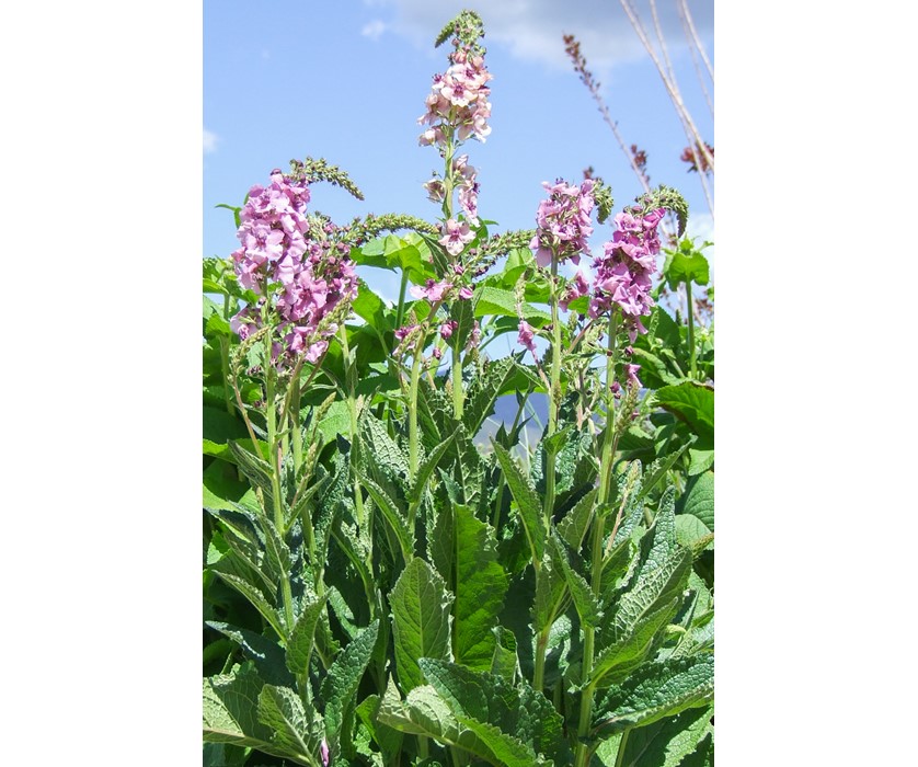 Southern Charm Mullein